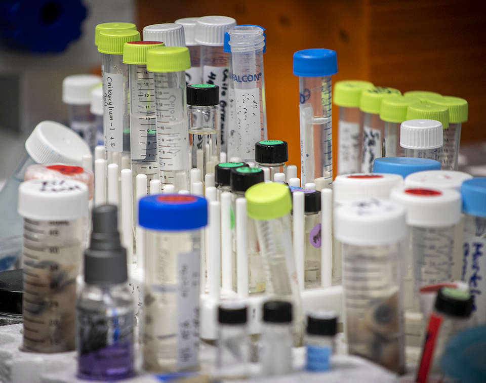 Vials and test tubes of various liquid samples and other organic matter sit in a test-tube holder at a Citrus Hall lab.