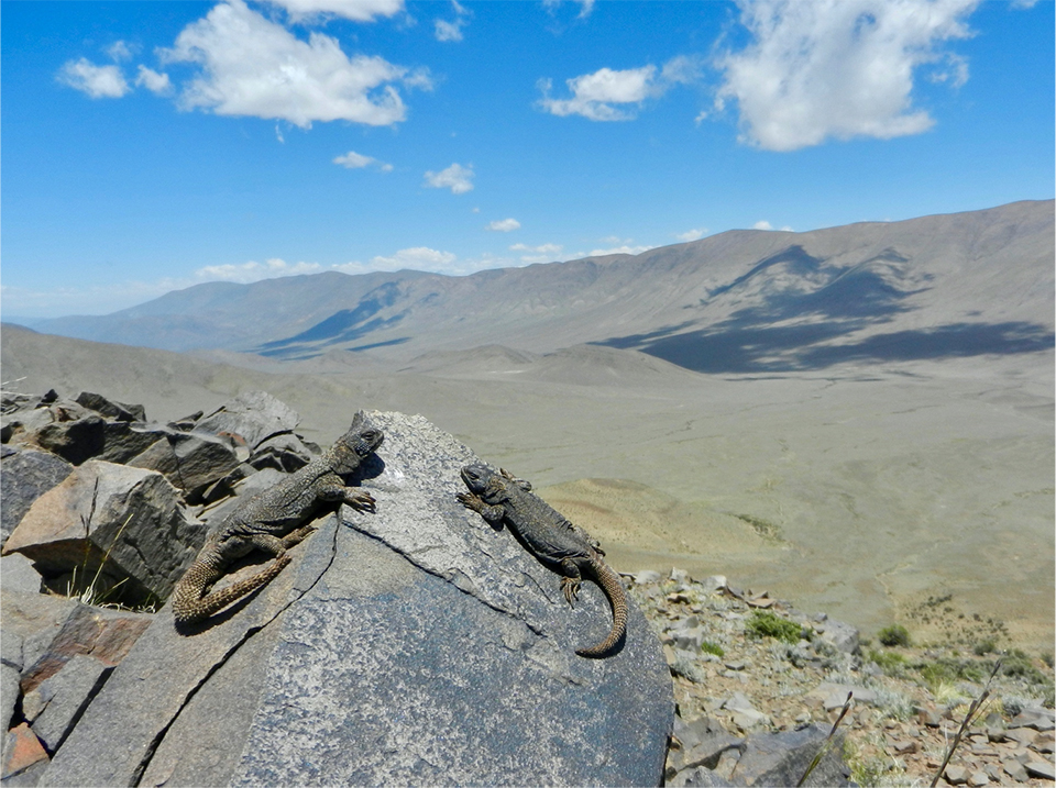 Above is a pair of Phymaturus extrilidus from the Sierra de la Invernada, San Juan, Argentina. Photo courtesy of Robert Espinoza.