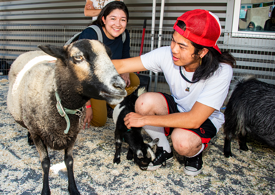Two CSUN students crouch down to pet a larger goat and a baby goat (a kid) inside a small petting zoo pen, at the University Student Union.