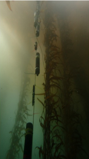 Nickols, Traiger and their colleagues deployed an array of monitoring instruments along kelp forests in California’s Monterey Bay, including on its surface, to measure the water’s temperature, acidity and oxygen over the course of days and weeks. Photo by Heidi Hirsh.