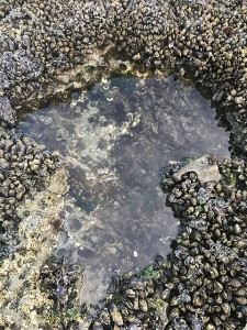 The same mussel tide pool, pictured above, four weeks after foundation species mussels are removed. Photo courtesy of Jennifer Fields.