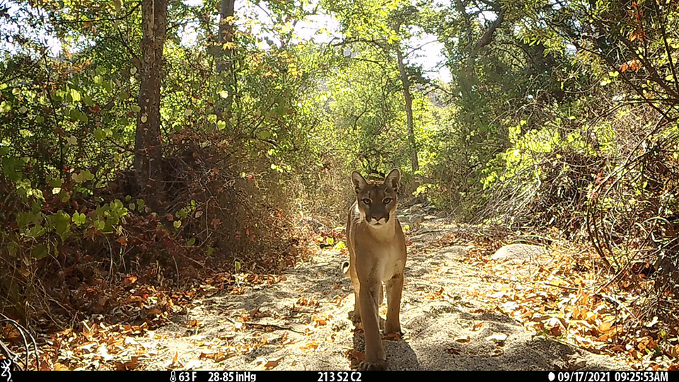 A mountain lion sighted on a trail in Orange County. 
