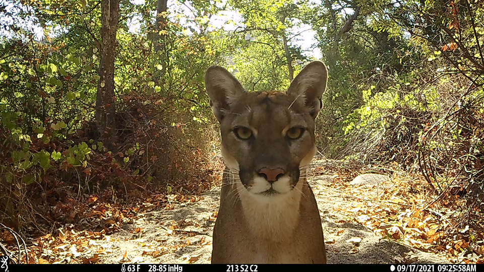 A mountain lion looks into a camera near a predator deterrent device in the National Forest in Orange County.