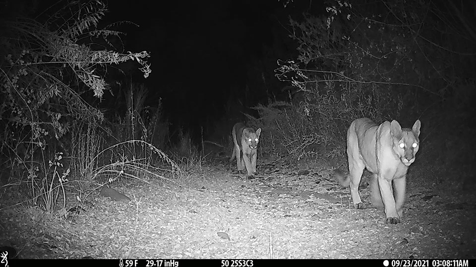 An adult male and female travel together near one of Aaron Nanas' devices on Orange County Parks property. Photo courtesy of UC Davis Wildlife Health Center.