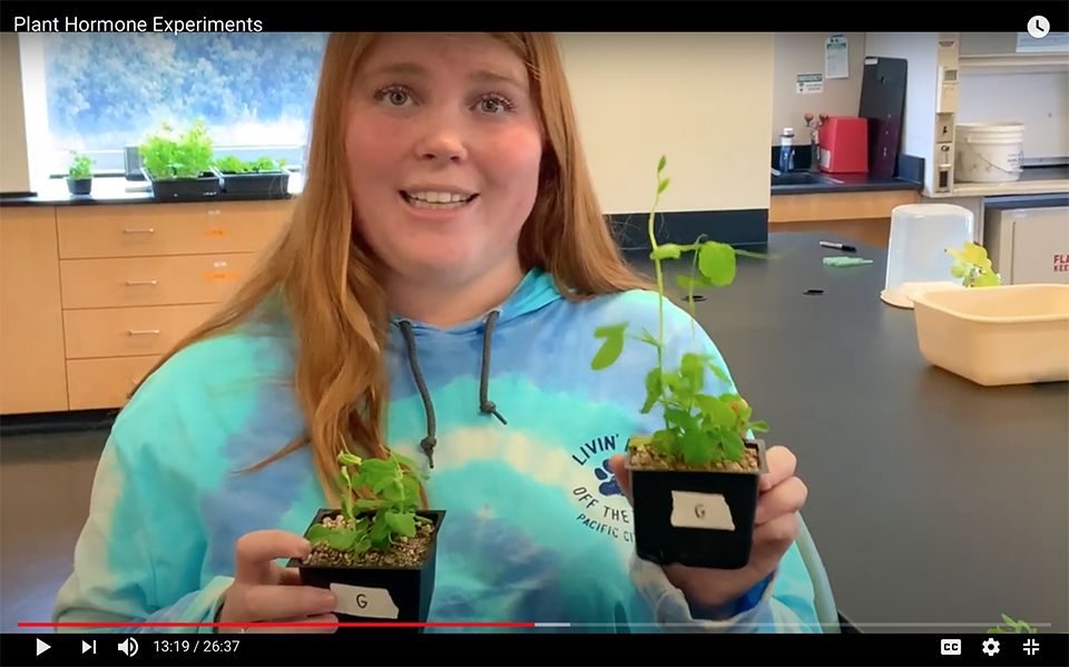 In a screenshot of an instructional video, CSUN teaching assistant Caitlin MacGregor holds up two plants used in an experiment with hormones — the one on the right has grown taller than the other.
