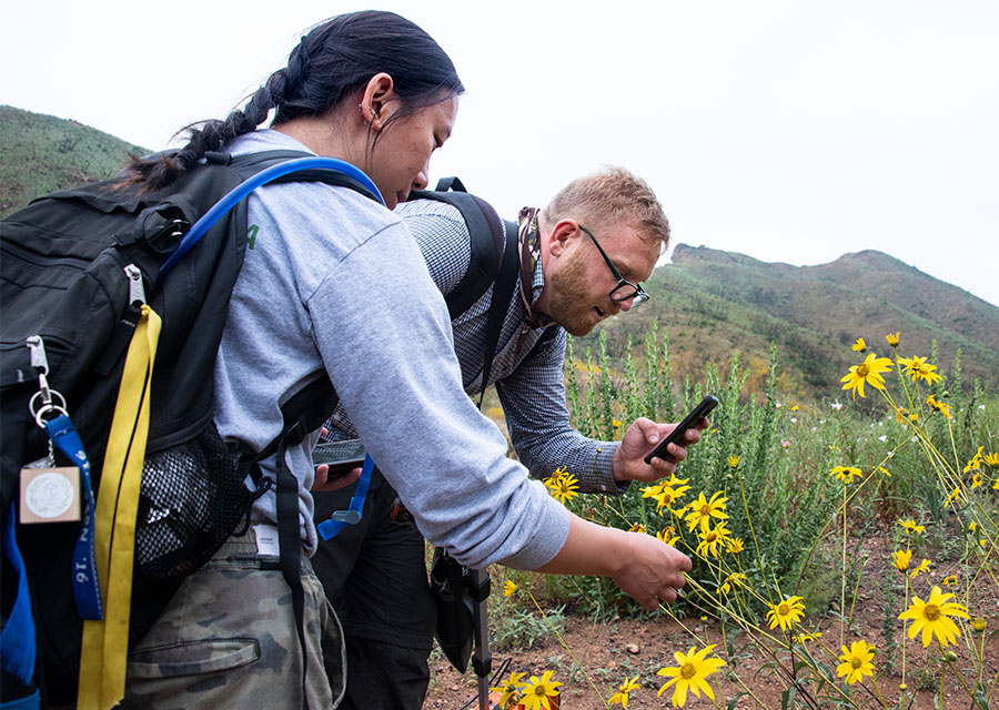 Richard Rachman and Sarah Tian identifying slender sunflowers, a small yellow flower.