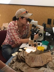 Former biology graduate student Rachel N. Larson, lead on the project, identifying hair from prey consumed by a coyote. Photo courtesy of Tim Karels.