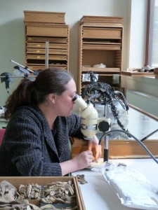 Hélène Rougier examining bone fragments. Photo courtesy of Hélène Rougier.