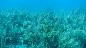 By "spreading the risk" and duplicating roles, Edmunds said, soft corals are better able to withstand the impact of climate change. Photo courtesy of Peter Edmunds.