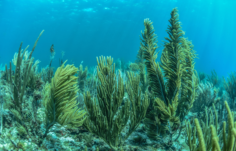 CSUN marine biologist Peter Emunds says the world of finance is providing insight into what is happening to Caribbean coral forests as the climate continues to change. Photo courtesy of Peter Edmunds