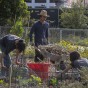 Student wearing a hat and wheeling a wheelbarrow among plants in the garden.
