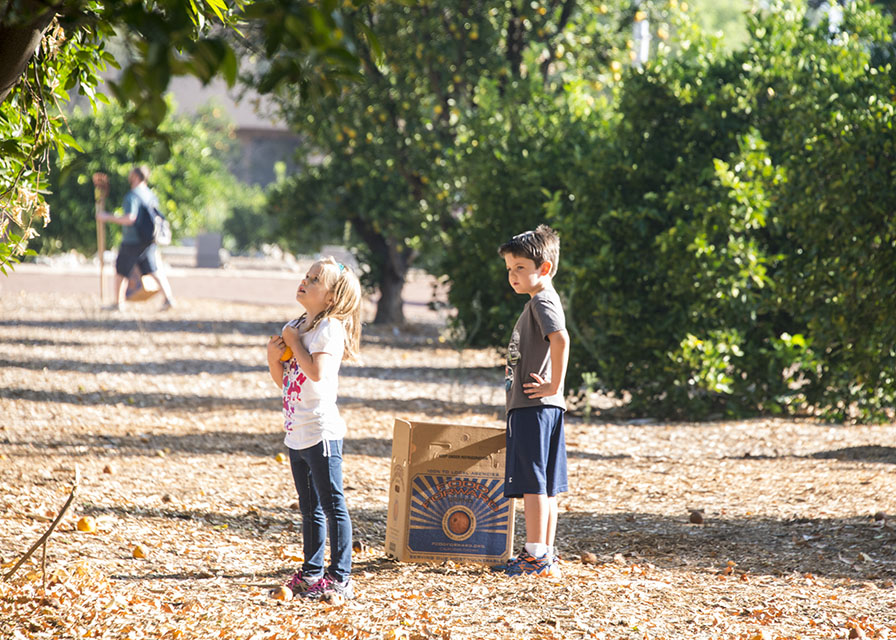 CSUN was recognized with Tree Campus USA award.