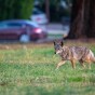 A coyote roaming through a Los Angeles neighborhood. .