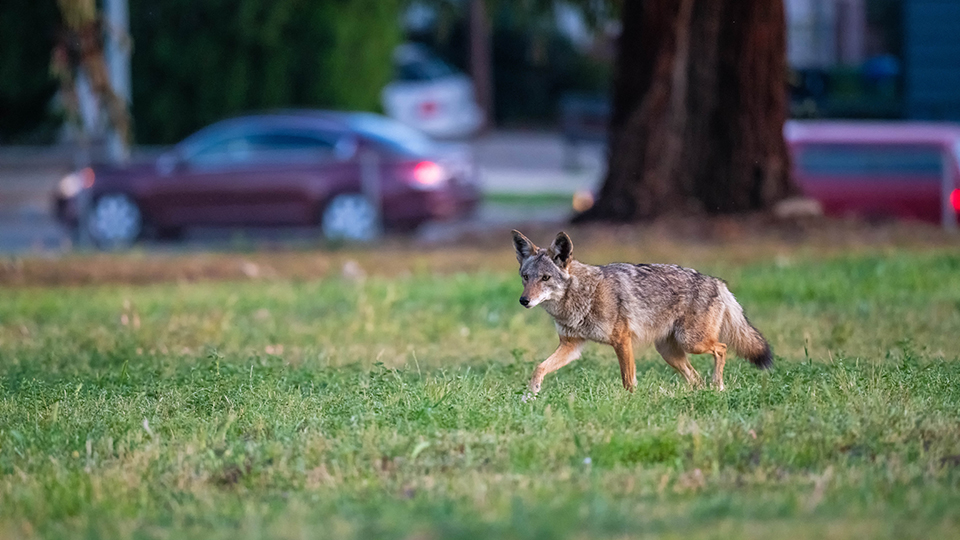 A coyote roaming through a Los Angeles neighborhood. A study by CSUN and National Park Service ecologists found that Los Angeles’ urban coyotes eat more garbage, fruit and domestic cats, and are less picky than coyotes living in the region’s suburban and rural areas. Photo by Tim Karels. 