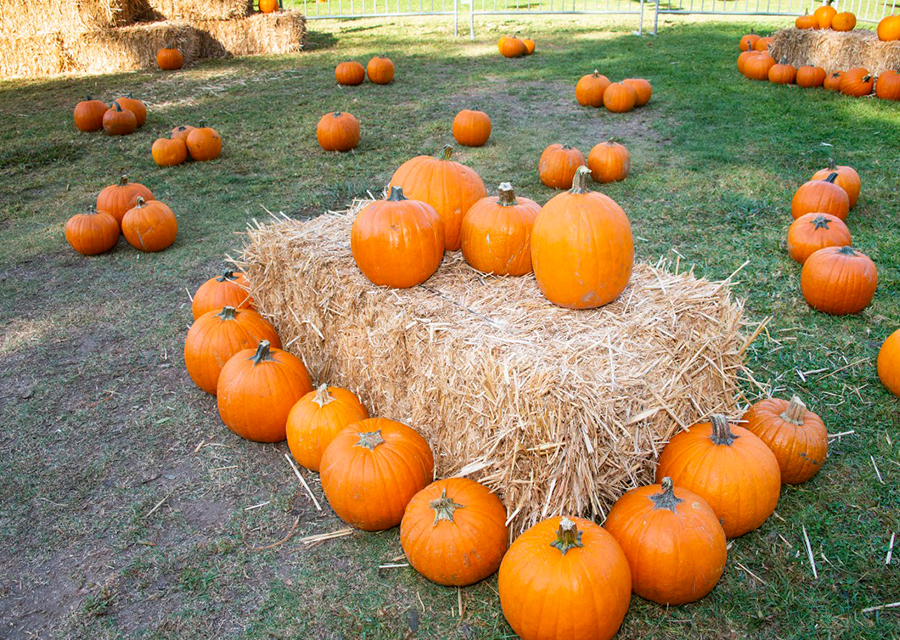 A display of pumpkins.