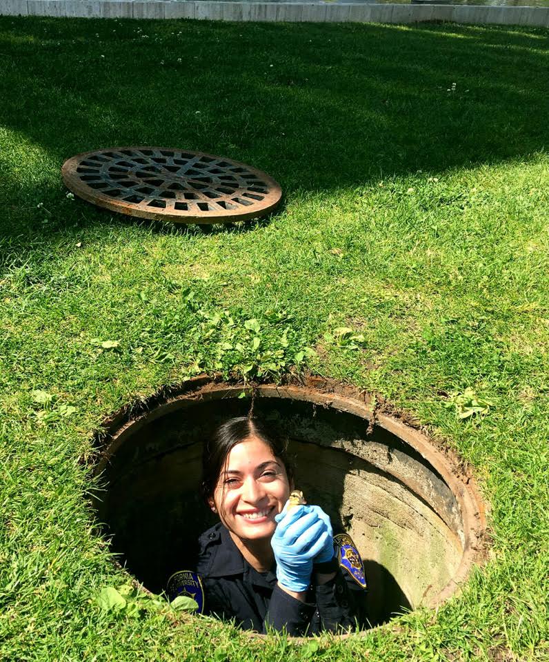 Officer Jennifer Sanchez in a manhole by Kurland Hall grabbing the last duckling.