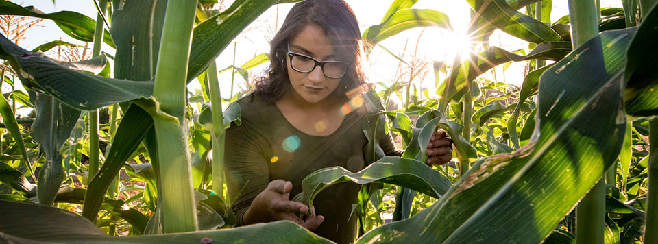A student examines a plant leaf in a field.