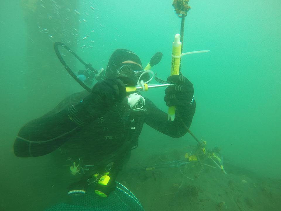CSUN marine biologist Kerry Nickols is in charge of maintaining the Southern California Coastal Ocean Observing System (SCCOOS) automated shore station on the Santa Monica Pier, as part of an effort to monitor the health of the ocean off the Southern California coast. The station is part of a network of similar stations across the state's coast. The photo above is of a diver servicing submerged instrumentation at the Cal Poly Pier. Photo by Ryan Walter, California Polytechnic University.